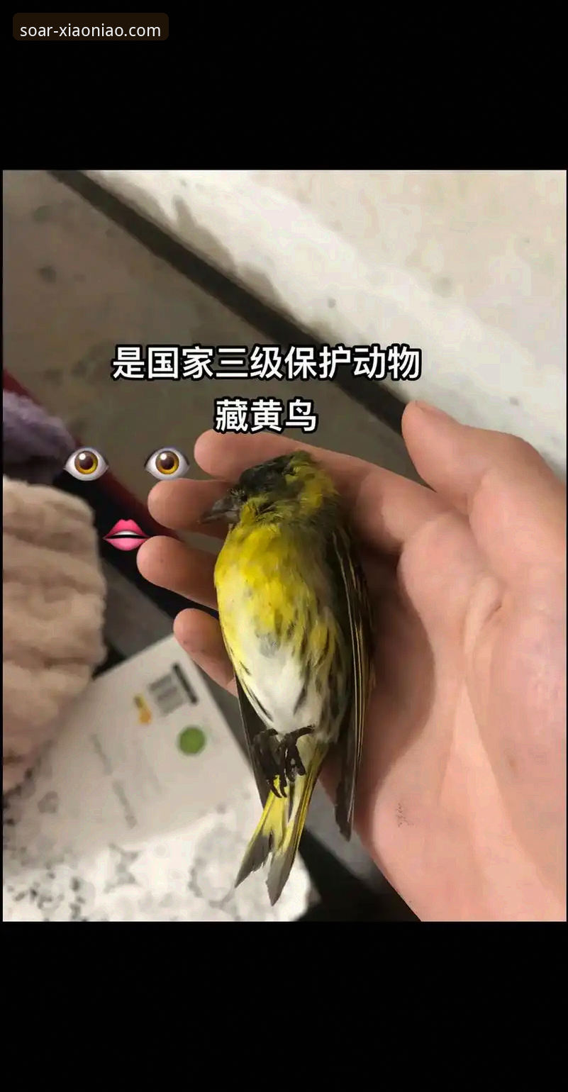 小鸟体育平台安全实用指南：从入门到放心使用必备知识